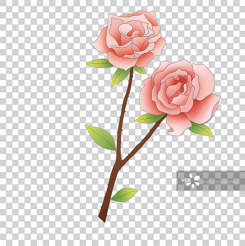 描边插画中国风月季花玫瑰花图片素材