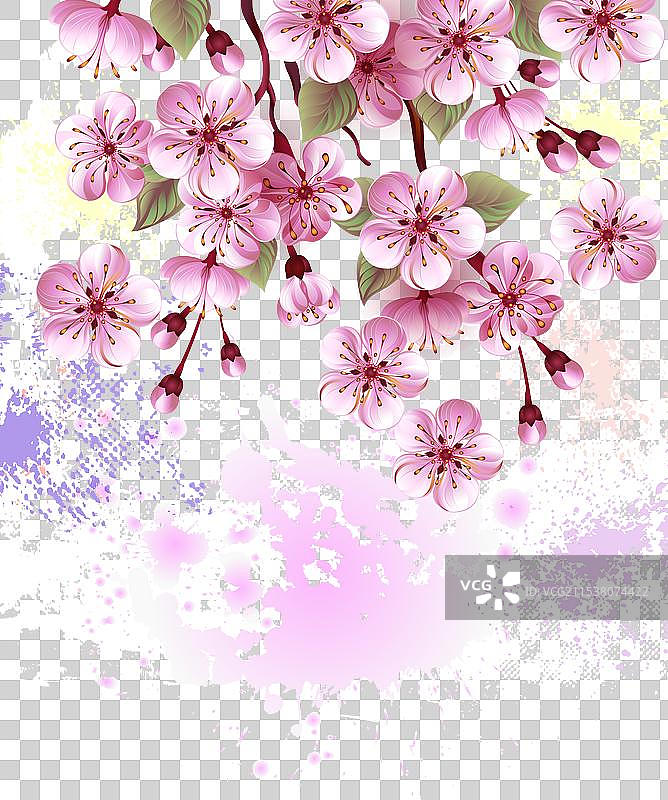 粉色樱花在纹理背景上图片素材