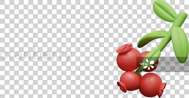 新鲜的红色成熟蔓越莓挂在绿色的茎上图片素材