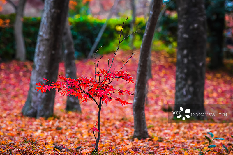 京都红叶 秋天红色枫叶 真如堂 落叶满地图片素材