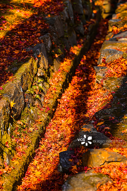 京都红叶 秋天红色枫叶 真如堂 落叶满地图片素材