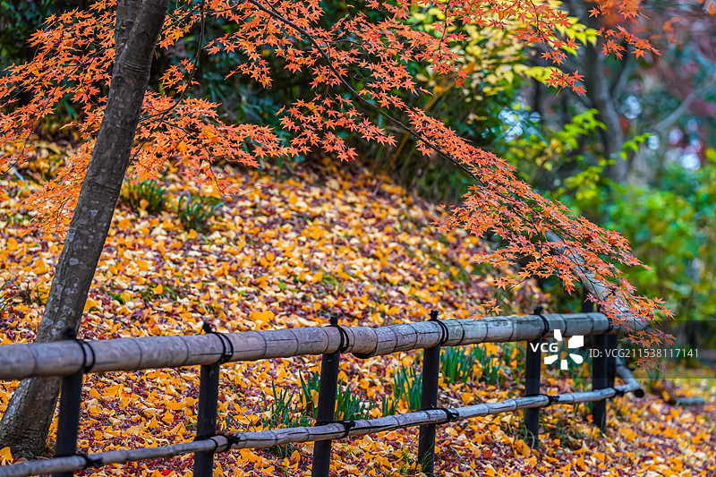 京都红叶 秋天红色枫叶 真如堂 落叶满地图片素材
