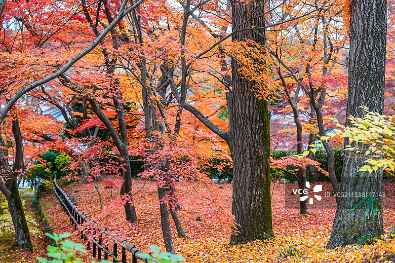 京都红叶 秋天红色枫叶 真如堂 落叶满地图片素材