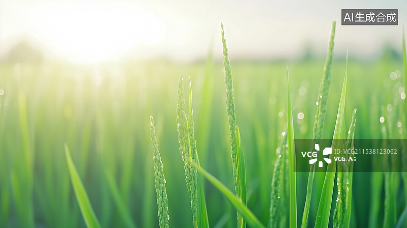 【AI数字艺术】清晨的稻田谷穗特写图片素材