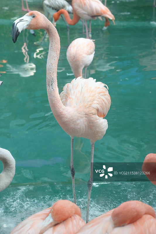 长春动植物园图片素材