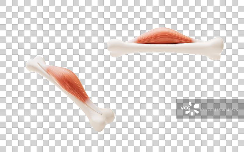 肌肉结构生物医学插画三维渲染图片素材