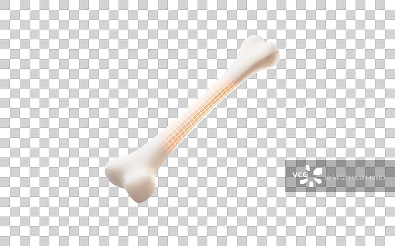 骨骼健康与生物医学概念三维渲染图片素材