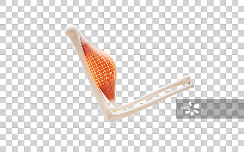 肌肉结构生物医学插画三维渲染图片素材