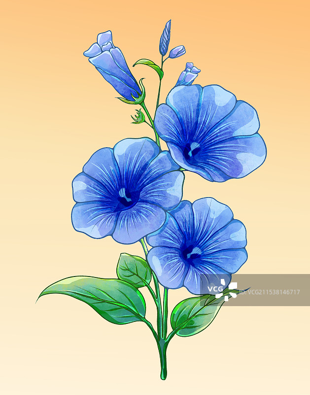 花卉蓝色喇叭花图片素材