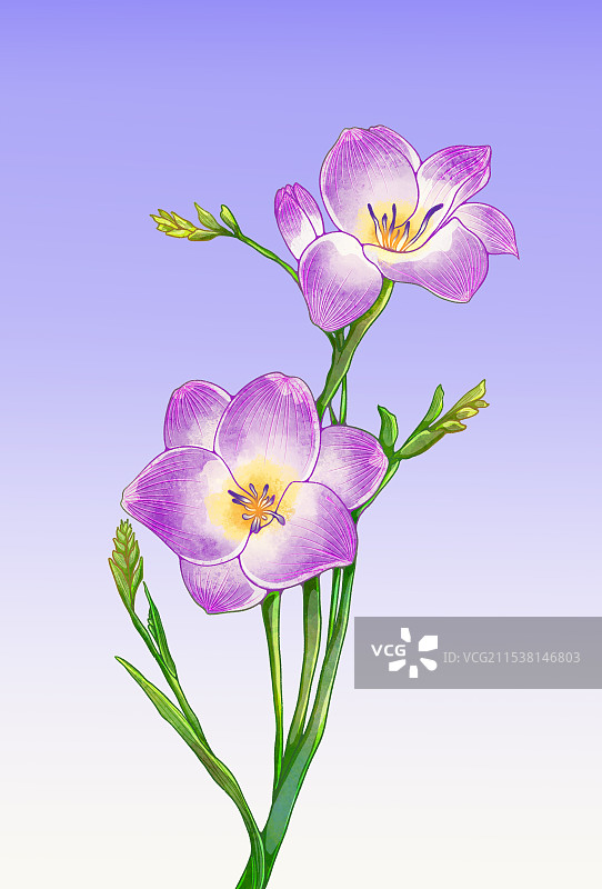 写实花卉香雪莲图片素材