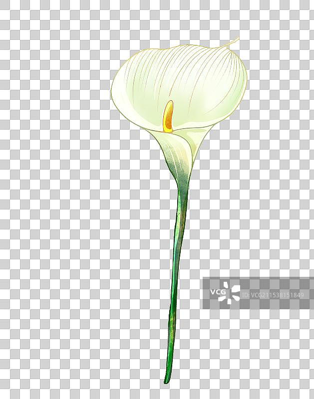 一枝并蒂莲图片素材