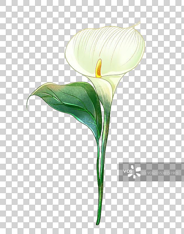 写实花卉并蒂莲图片素材