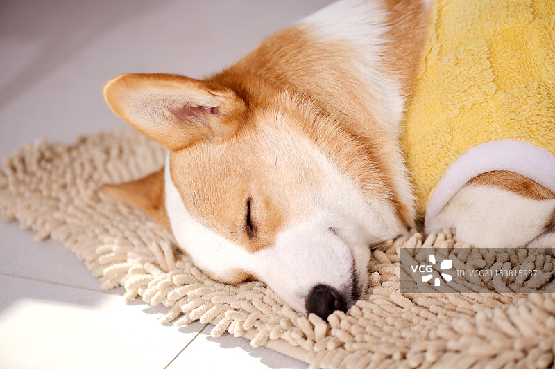 在地毯上熟睡的小狗图片素材