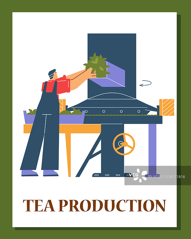 工人将茶叶放入机器中图片素材