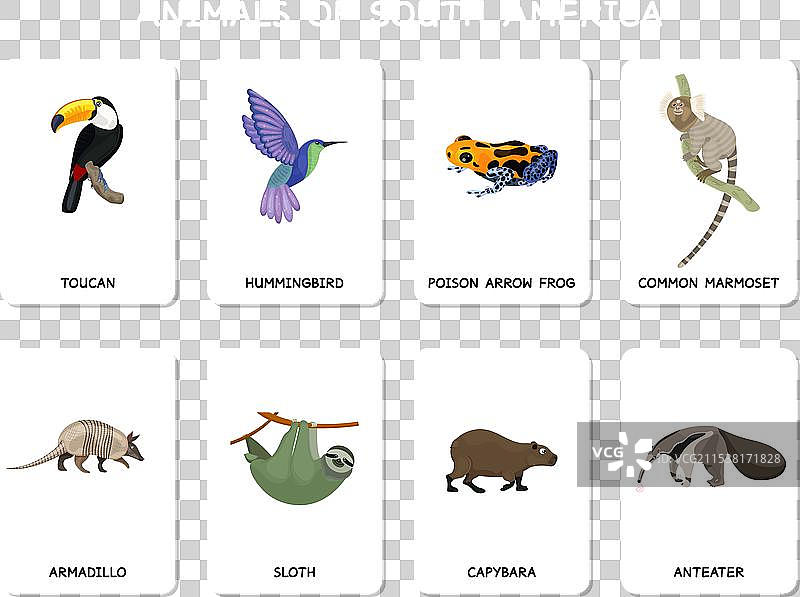 南美洲动物教育套件图片素材