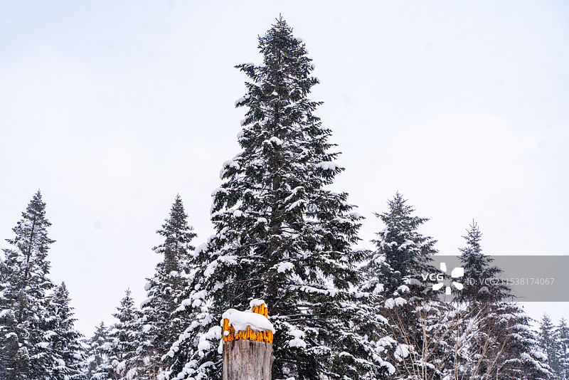 中国雪乡 林海雪原 雪檐 冰棱 白原 素林 晶枝 雪道 寒溪 玉峰 素岭 冷杉 琼枝图片素材