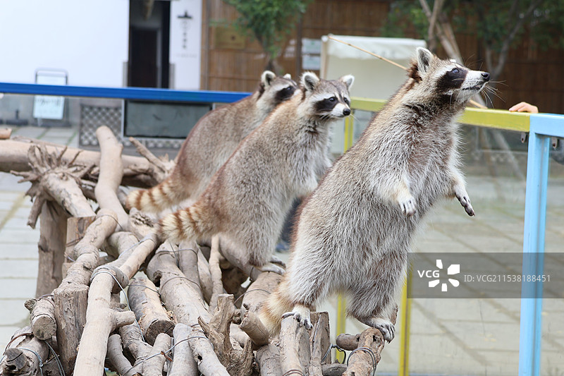 杭州湾湿地公园动作一致的小浣熊图片素材