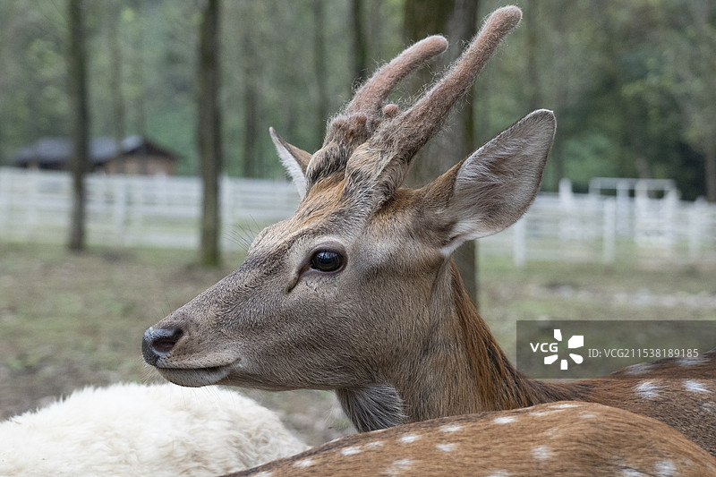 草图｜短暂的自然友谊图片素材