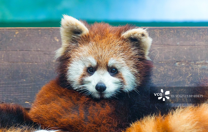 2024年新生的小熊猫宝宝图片素材