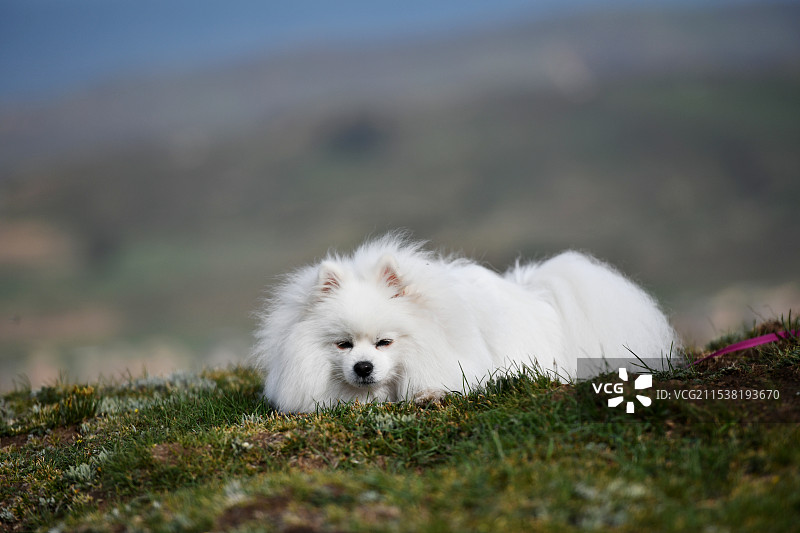 博美犬图片素材