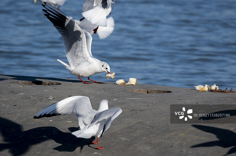 天津东疆湾吃面包屑的海鸥图片素材