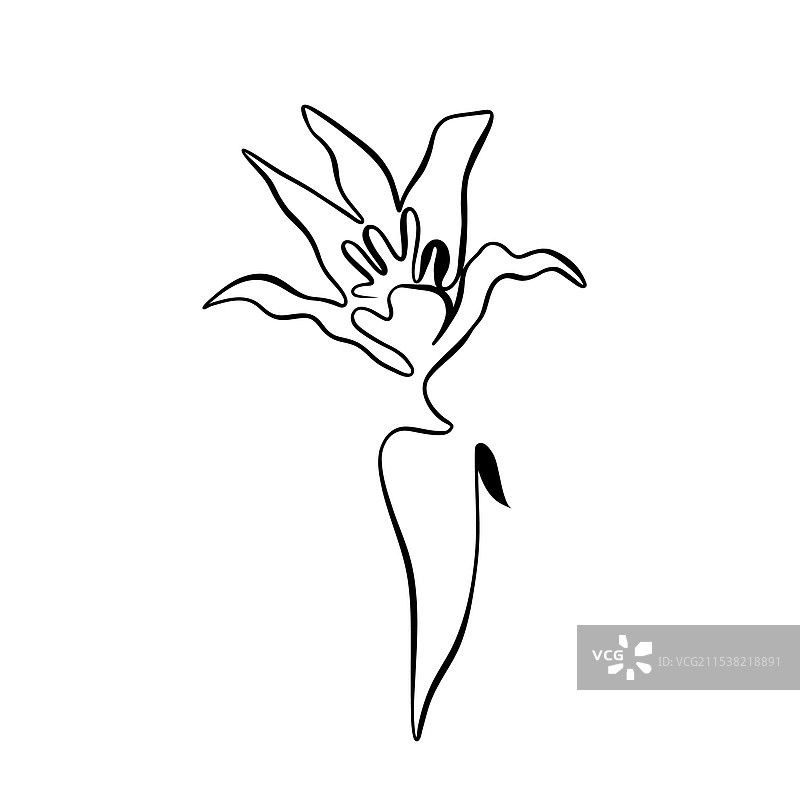 连续的线条绘画，百合的线条艺术图片素材