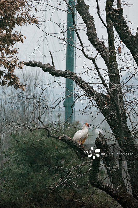 秦岭四宝科学公园——朱鹮图片素材
