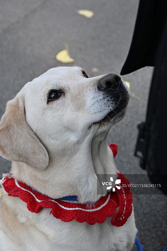 狗的特写肖像图片素材