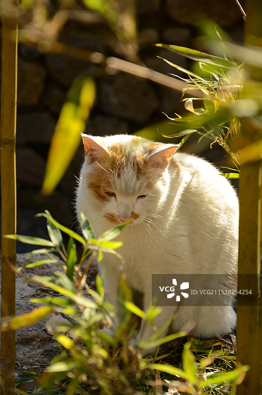 德清莫干山庾村1932文创园猫咪特写图片素材