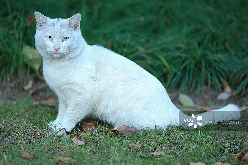白猫特写图片素材