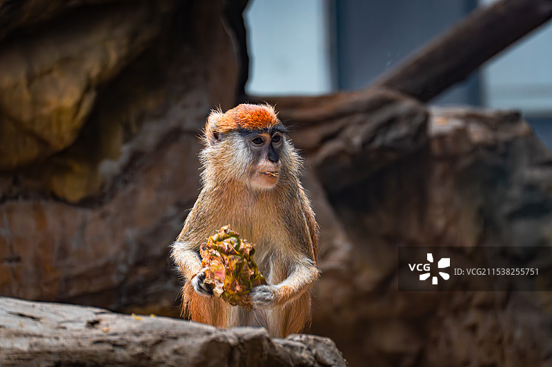 吃菠萝的猴子图片素材