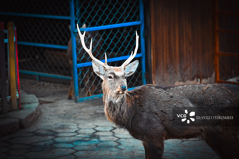 一瞥鹿鸣深秋图片素材