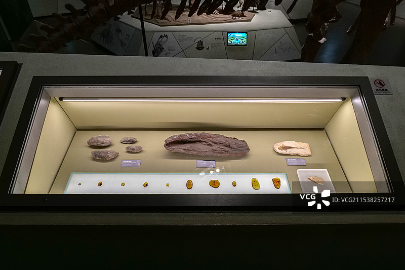 山东博物馆“山东龙-穿越白垩纪”展览上的文物图片素材