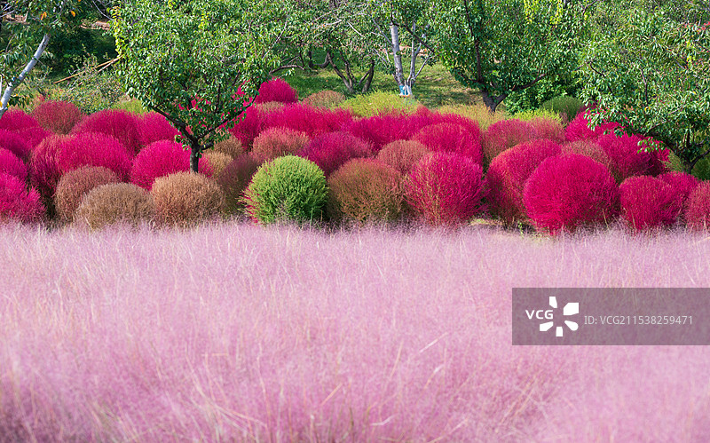 大连英歌石植物园秋天的地肤草和粉黛图片素材