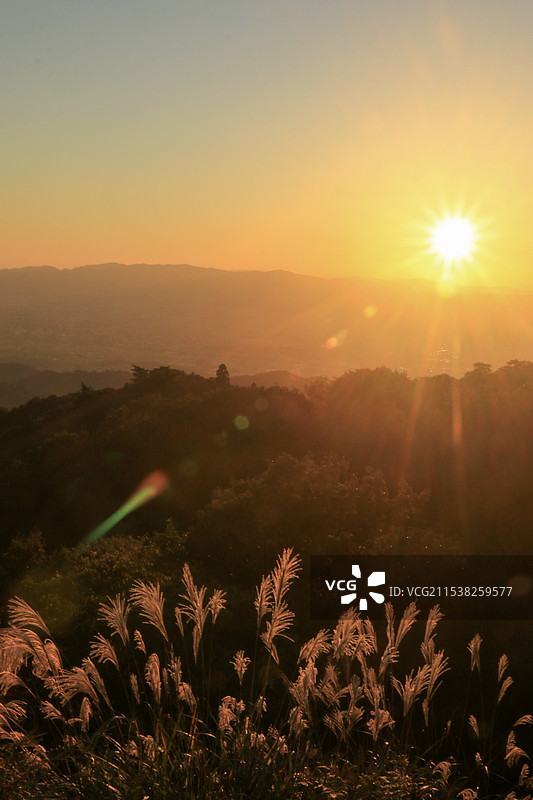 落日余晖下的高山芦苇图片素材