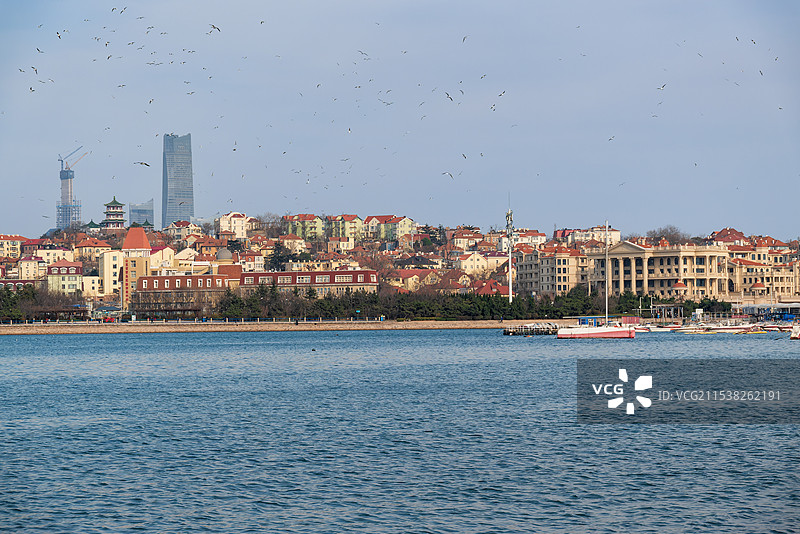 海鸥来临时的青岛前海海岸线图片素材