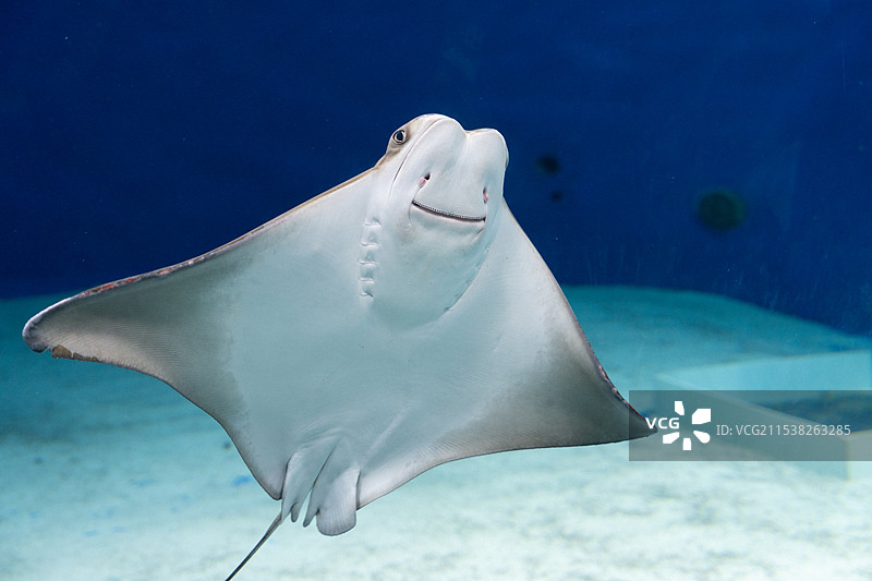 魔鬼鱼图片素材