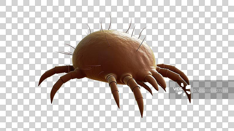 微距螨虫3D图片素材