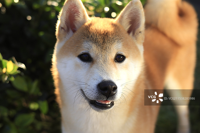 偶遇的小可爱图片素材