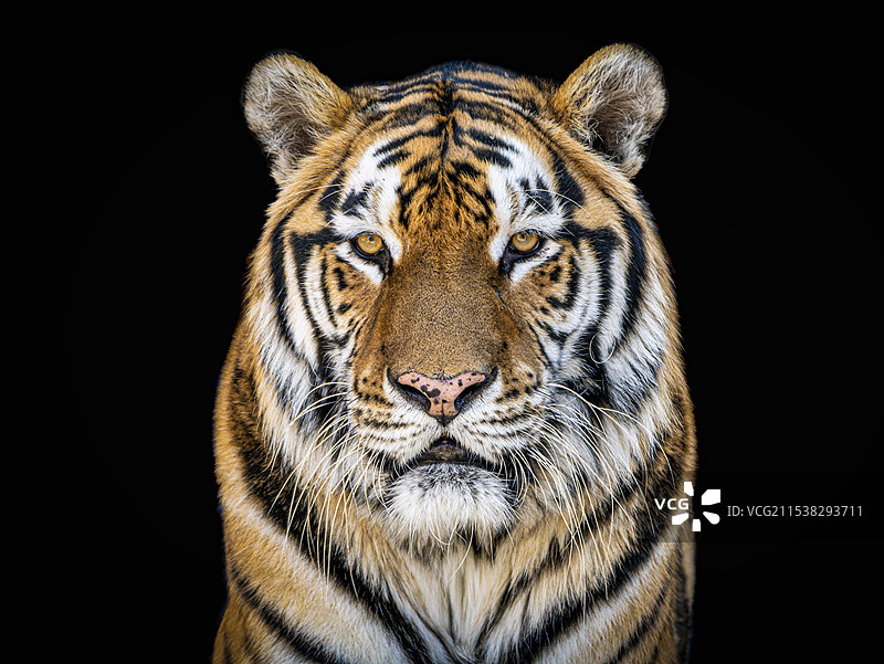 北京动物园东北虎建生图片素材