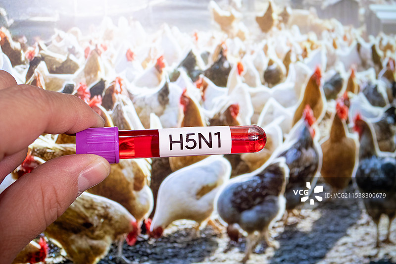 甲型H5N1禽流感病毒血样特写图片素材