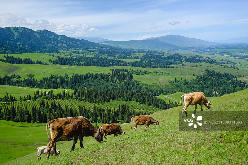 新疆伊犁那拉提草原天鹰台高山草甸奶牛自然风光图片素材