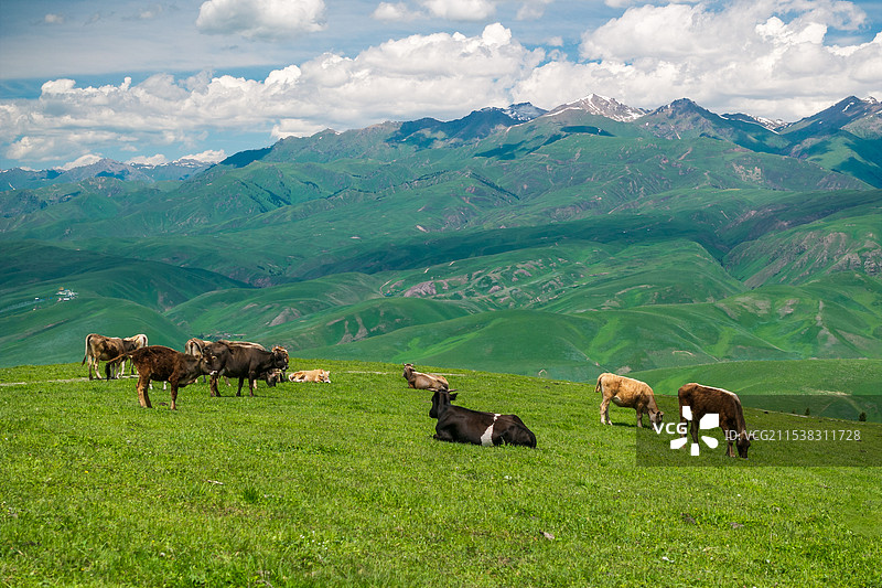 新疆伊犁那拉提草原天鹰台高山草甸牛自然风光图片素材
