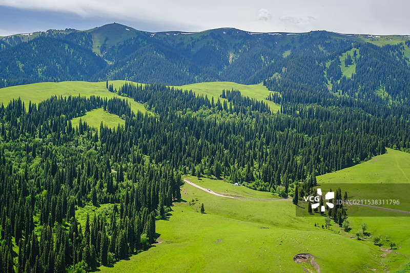 新疆伊犁那拉提草原天鹰台高山草甸牛自然风光图片素材