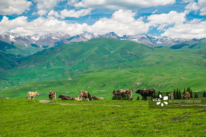 新疆伊犁那拉提草原天鹰台高山草甸牛自然风光图片素材