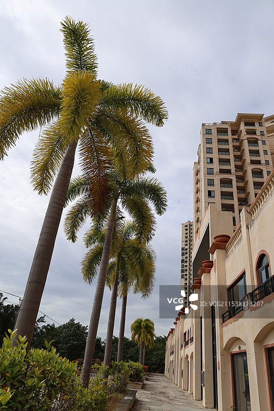 海南省三亚市亚龙湾火车站红土地热带雨林植物图片素材
