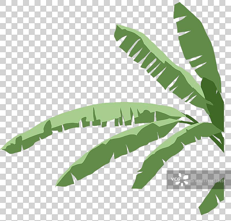 芭蕉树图片素材