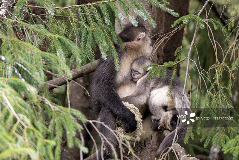 金丝猴图片素材