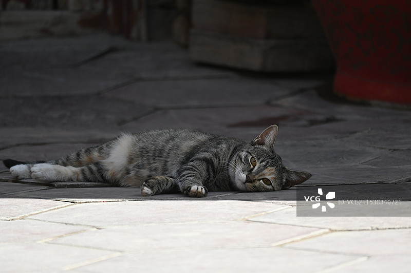 躺在地上的懒散小猫咪图片素材
