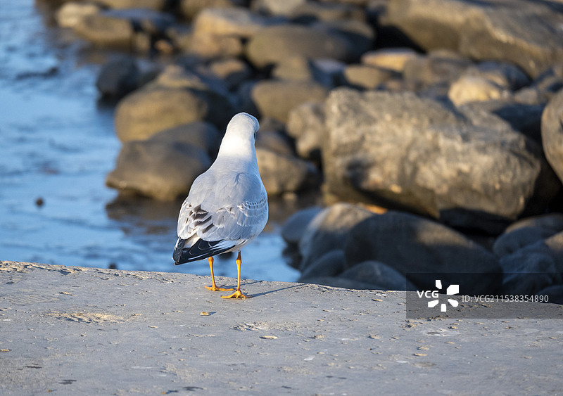 东疆湾海岸边一只站立的海鸥图片素材